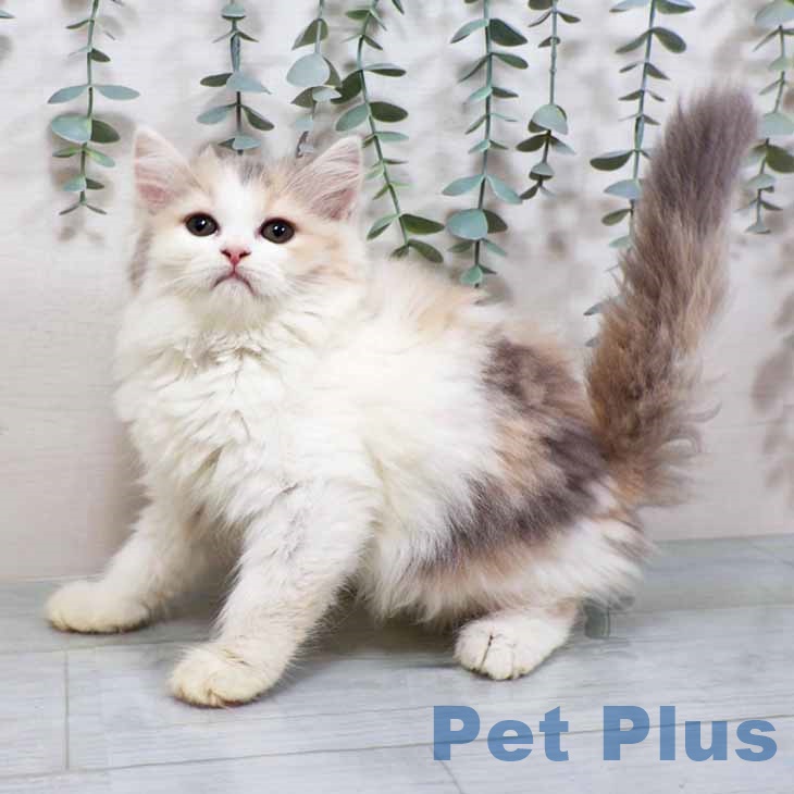 東京都のラガマフィン (ペットプラス 日の出店/2025年9月14日生まれ/女の子/ダイリュートキャリコ)の子猫の1枚目の画像