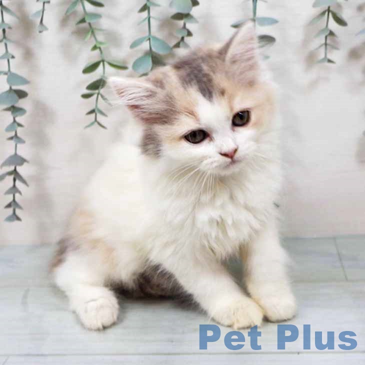東京都のラガマフィン (ペットプラス 日の出店/2025年9月14日生まれ/女の子/ダイリュートキャリコ)の子猫の2枚目の画像