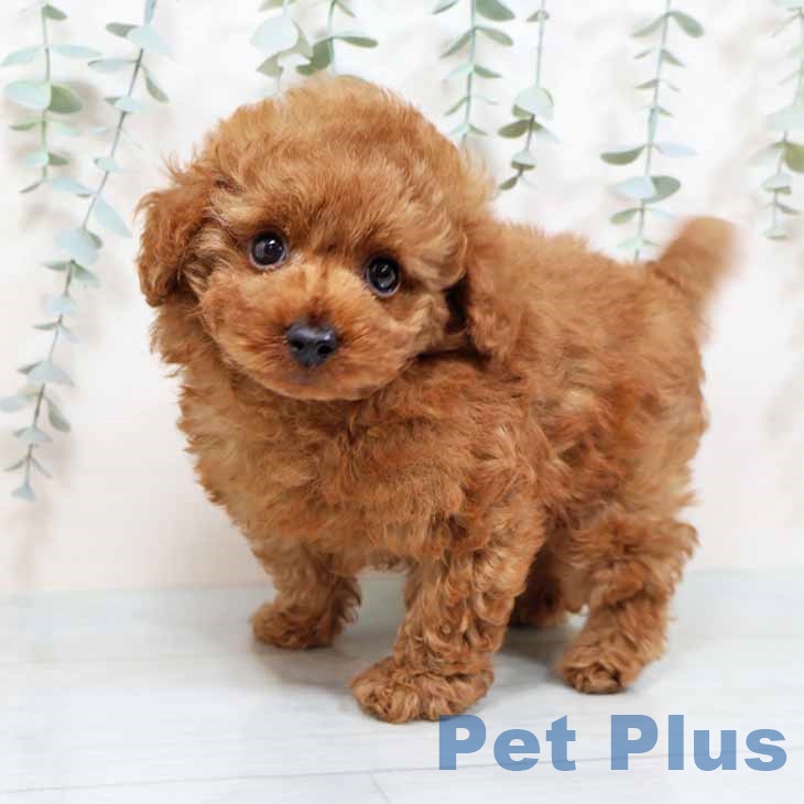 大阪府のトイプードル(トイ) (ペットプラス りんくう泉南店/2025年9月18日生まれ/男の子/オレンジフォーン)の子犬の1枚目の画像