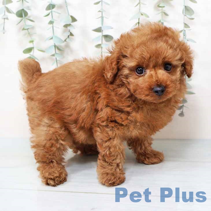 大阪府のトイプードル(トイ) (ペットプラス りんくう泉南店/2025年9月18日生まれ/男の子/オレンジフォーン)の子犬の2枚目の画像