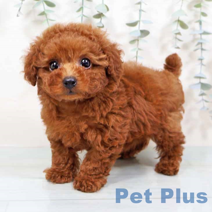 トイ・プードル