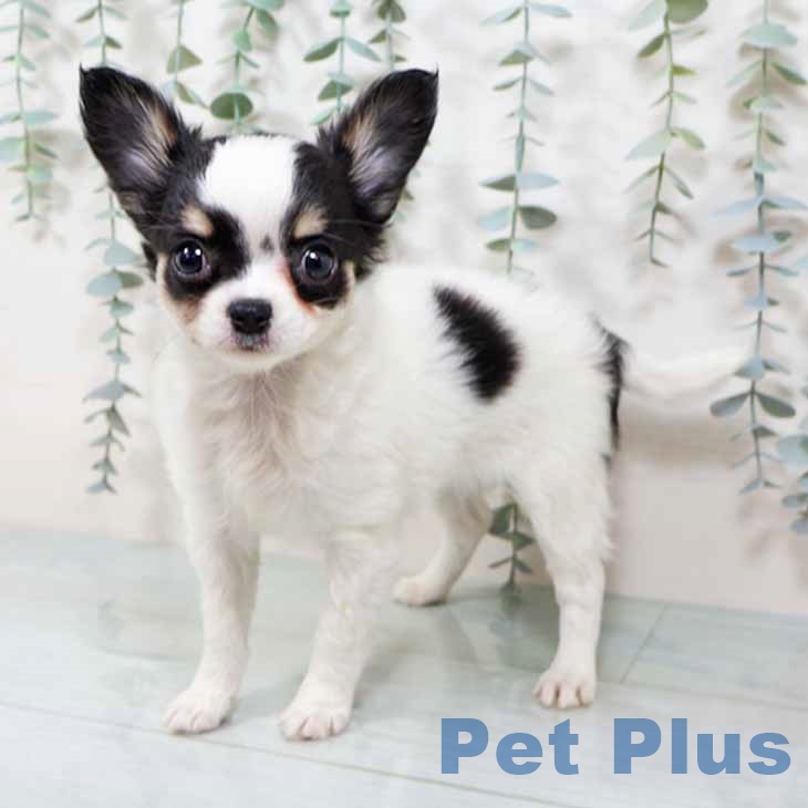 大阪府のチワワ(ロング) (ペットプラス 鶴見店/2025年9月15日生まれ/女の子/ホワイトブラックタン)の子犬の1枚目の画像