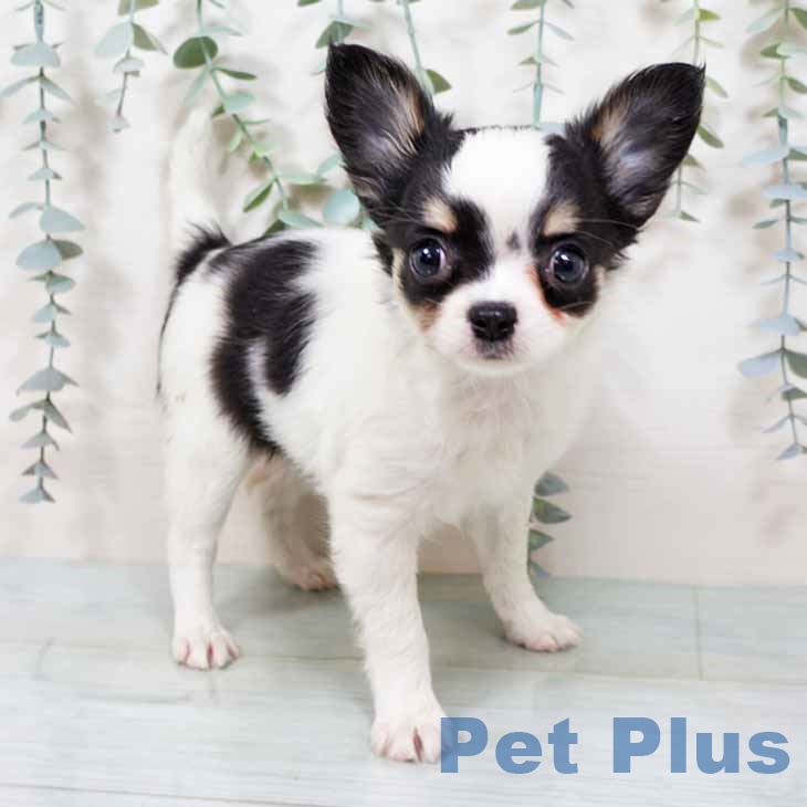 大阪府のチワワ(ロング) (ペットプラス 鶴見店/2025年9月15日生まれ/女の子/ホワイトブラックタン)の子犬の2枚目の画像