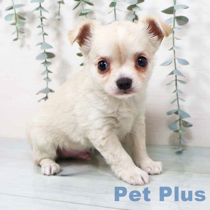 大阪府のチワワ(ロング) (ペットプラス 松原店/2025年9月17日生まれ/男の子/クリームホワイト)の子犬の1枚目の画像