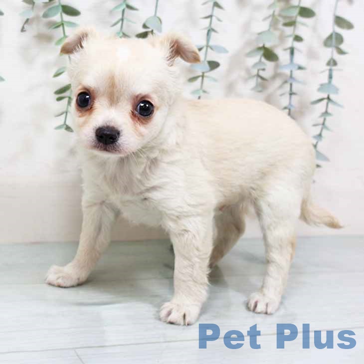 大阪府のチワワ(ロング) (ペットプラス 松原店/2025年9月17日生まれ/男の子/クリームホワイト)の子犬の2枚目の画像