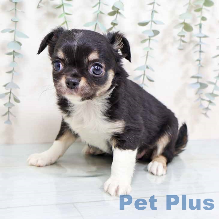 大阪府のチワワ(ロング) (ペットプラス 鶴見店/2025年9月17日生まれ/女の子/ブラックタンホワイト)の子犬の1枚目の画像