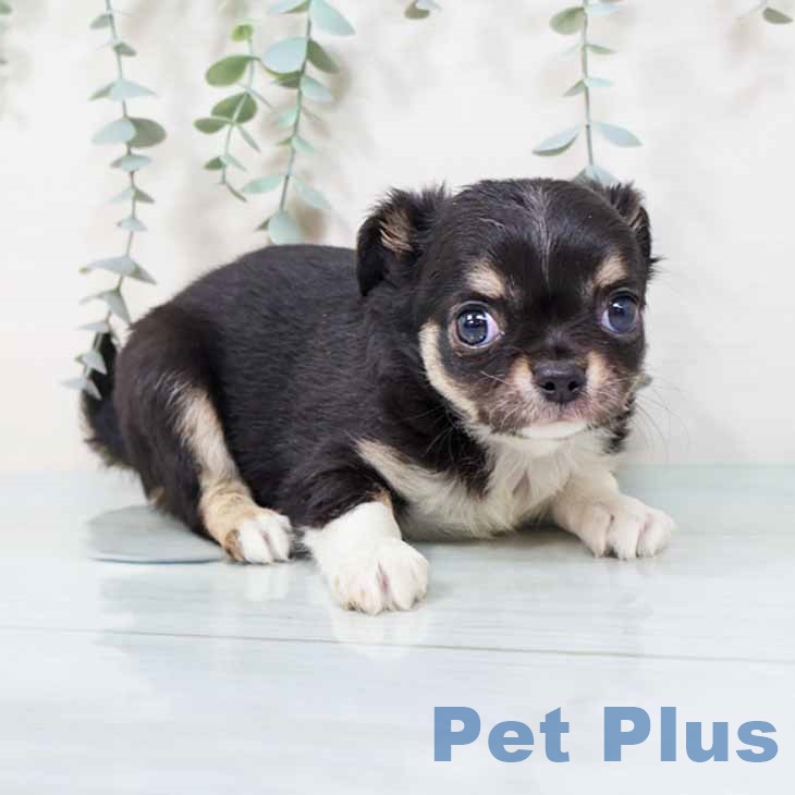 大阪府のチワワ(ロング) (ペットプラス 鶴見店/2025年9月17日生まれ/女の子/ブラックタンホワイト)の子犬の2枚目の画像