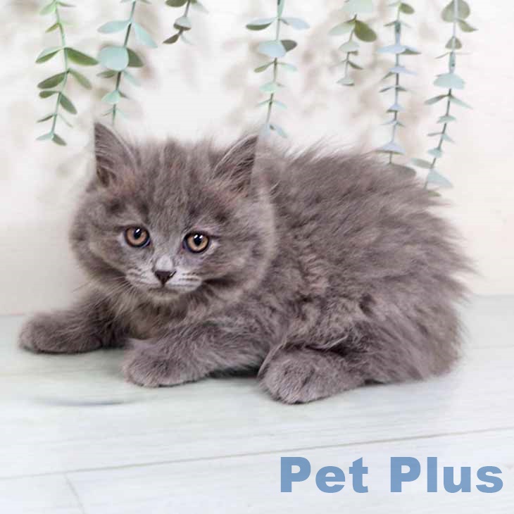 大阪府のブリティッシュショートヘアー (ペットプラス イオン大日店/2025年9月18日生まれ/男の子/ブルー)の子猫の1枚目の画像
