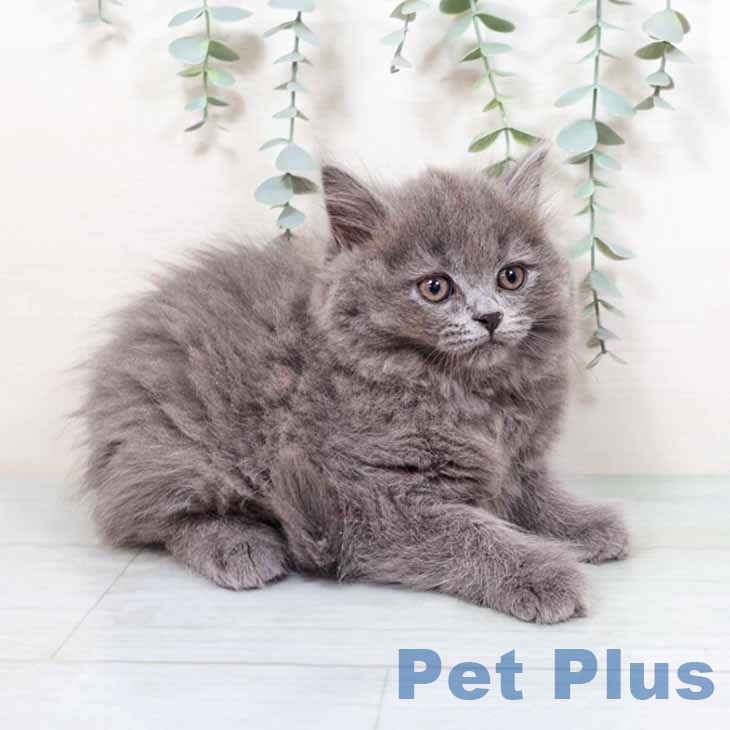 大阪府のブリティッシュショートヘアー (ペットプラス イオン大日店/2025年9月18日生まれ/男の子/ブルー)の子猫の2枚目の画像