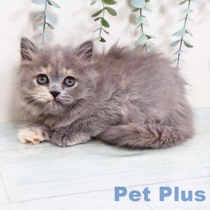 ブリティッシュショートヘアの写真2