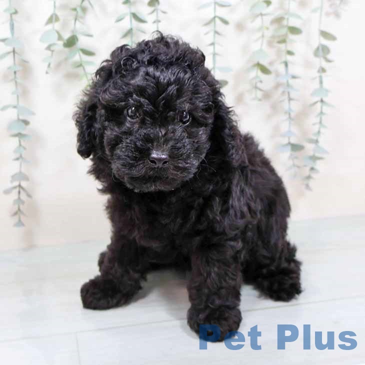 トイ・プードル