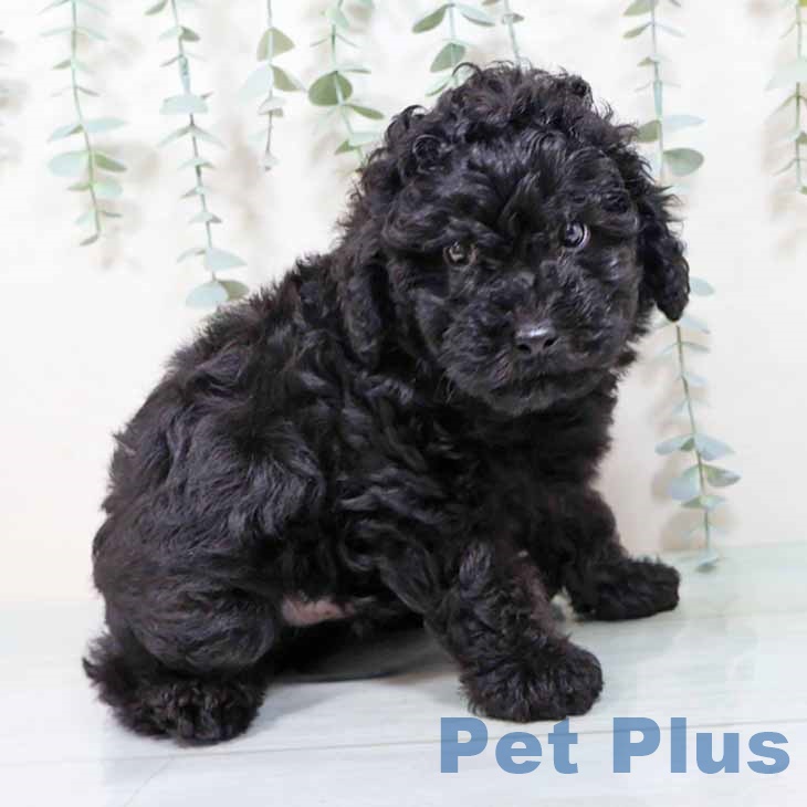 トイ・プードルの写真2