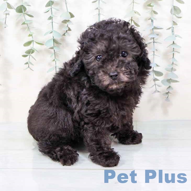 奈良県のトイプードル(トイ) (ペットプラス 大和郡山店/2025年9月19日生まれ/男の子/シルバー)の子犬の1枚目の画像