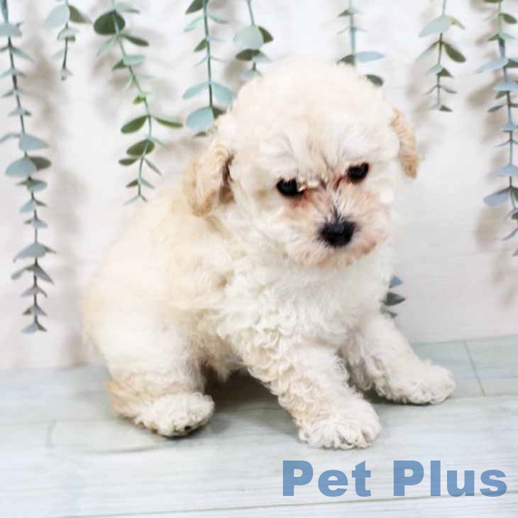 大阪府のトイプードル(トイ) (ペットプラス ららぽーと和泉店/2025年9月19日生まれ/女の子/ペールフォーン)の子犬の1枚目の画像