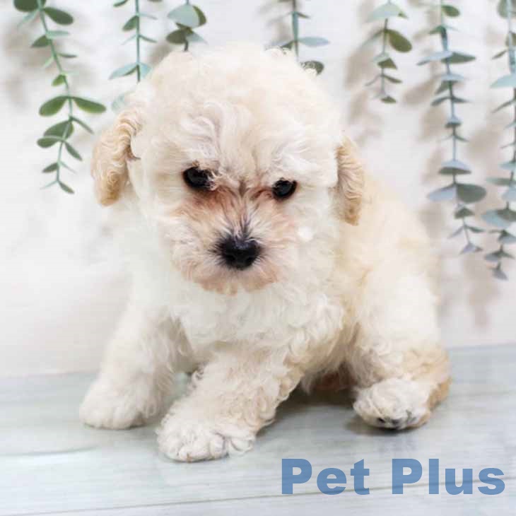 大阪府のトイプードル(トイ) (ペットプラス ららぽーと和泉店/2025年9月19日生まれ/女の子/ペールフォーン)の子犬の2枚目の画像