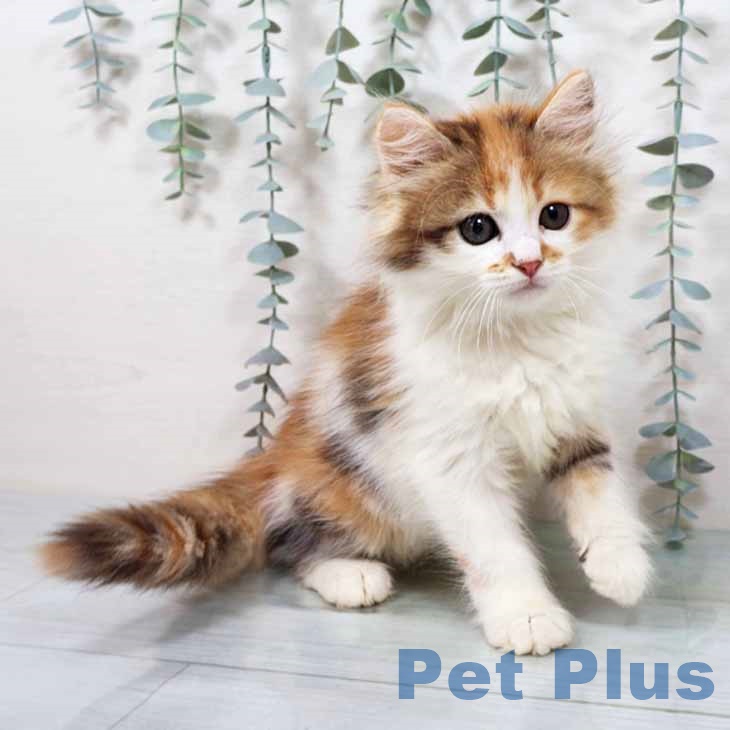 大阪府のサイベリアン (ペットプラス イオン大日店/2025年9月10日生まれ/女の子/キャリコ)の子猫の1枚目の画像