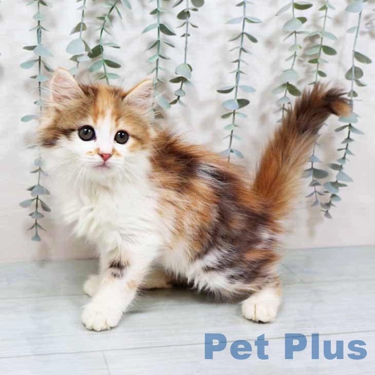 大阪府のサイベリアン (ペットプラス イオン大日店/2025年9月10日生まれ/女の子/キャリコ)の子猫の2枚目の画像