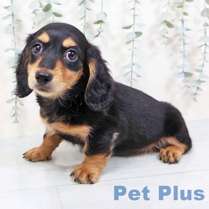 奈良県のミニチュアダックスフンド(ロング) (ペットプラス 大和郡山店/2025年9月17日生まれ/女の子/ブラックタン)の子犬