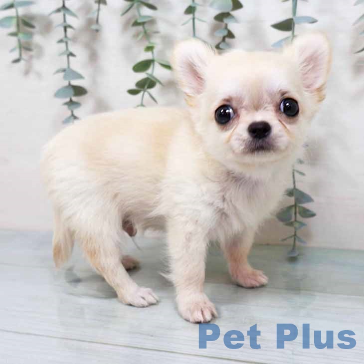 京都府のチワワ(ロング) (ペットプラス 京都桂川店/2025年9月14日生まれ/男の子/クリームホワイト)の子犬の1枚目の画像