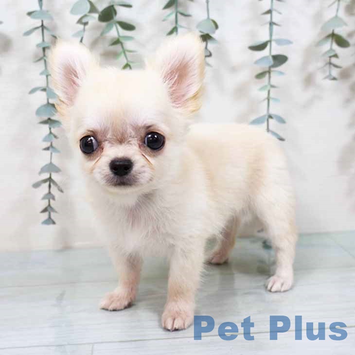京都府のチワワ(ロング) (ペットプラス 京都桂川店/2025年9月14日生まれ/男の子/クリームホワイト)の子犬の2枚目の画像