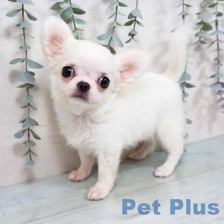 大阪府のチワワ(ロング) (ペットプラス イオン大日店/2025年9月14日生まれ/女の子/ホワイトクリーム)の子犬の1枚目の画像