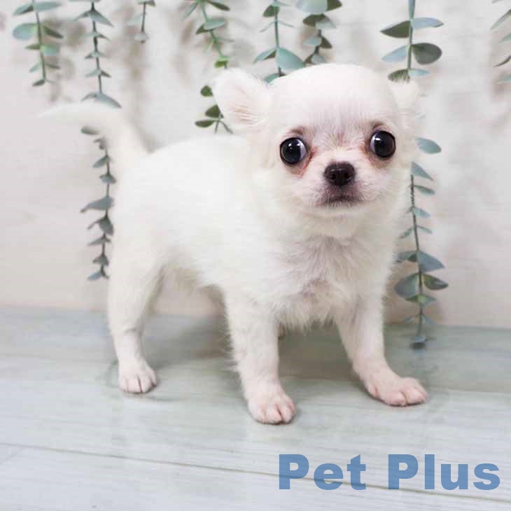 大阪府のチワワ(ロング) (ペットプラス イオン大日店/2025年9月14日生まれ/女の子/ホワイトクリーム)の子犬の2枚目の画像