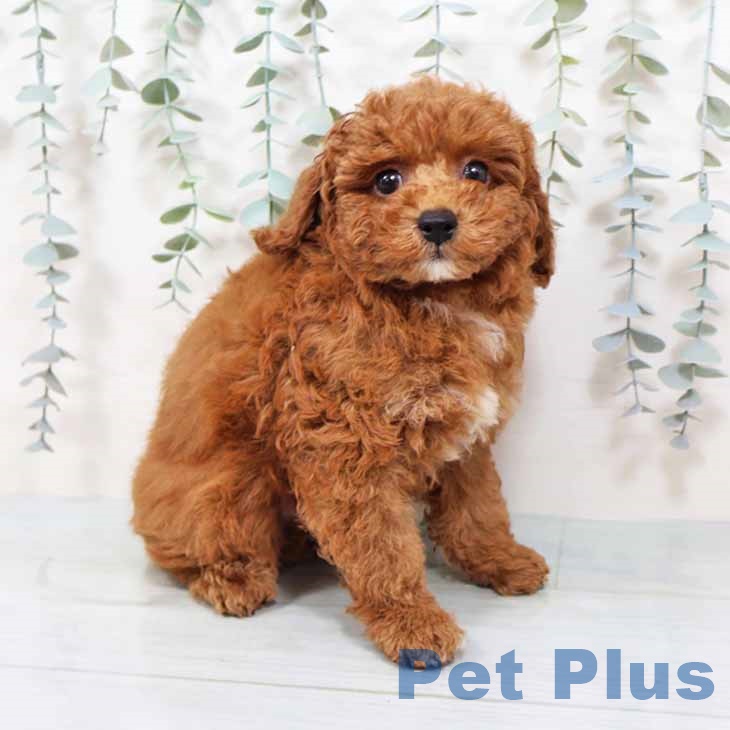 和歌山県のトイプードル(トイ) (ペットプラス 和歌山店/2025年9月15日生まれ/男の子/レッドフォーン)の子犬の2枚目の画像