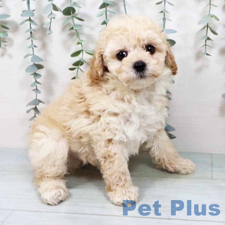 京都府のトイプードル(トイ) (ペットプラス イオンモールKYOTO店/2025年9月19日生まれ/男の子/クリーム)の子犬の1枚目の画像