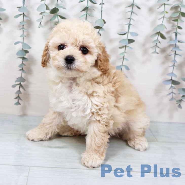 京都府のトイプードル(トイ) (ペットプラス イオンモールKYOTO店/2025年9月19日生まれ/男の子/クリーム)の子犬の2枚目の画像