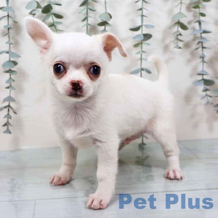 大阪府のチワワ(ロング) (ペットプラス 鶴見店/2025年9月18日生まれ/男の子/ホワイトクリーム)の子犬の1枚目の画像