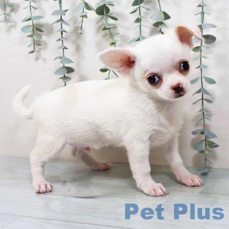 大阪府のチワワ(ロング) (ペットプラス 鶴見店/2025年9月18日生まれ/男の子/ホワイトクリーム)の子犬の2枚目の画像