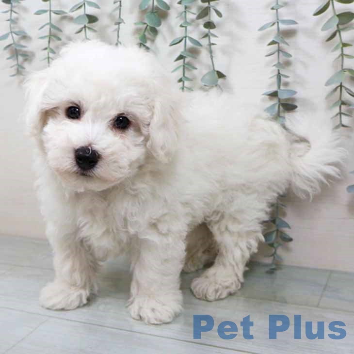 ビション・フリーゼ