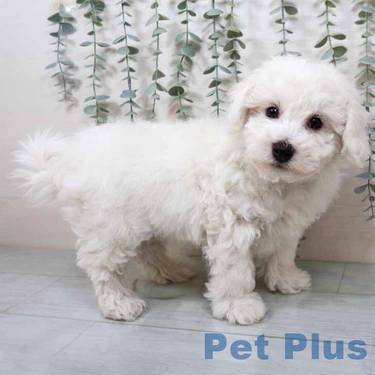 ビション・フリーゼ