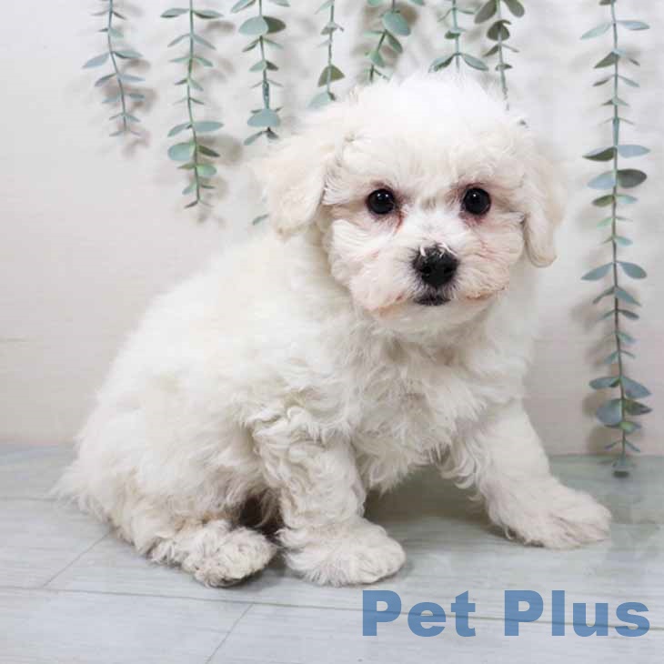 ビション・フリーゼ