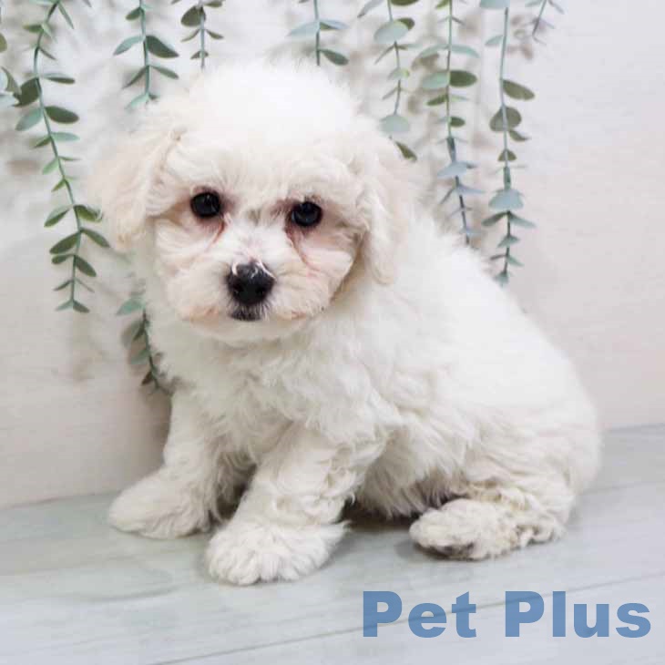 ビション・フリーゼの写真2