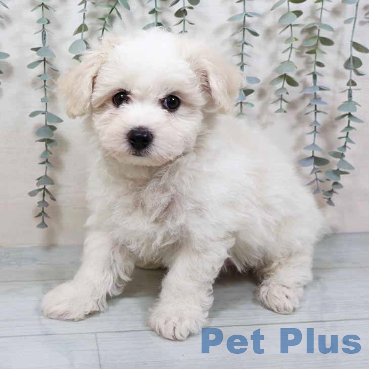 ビション・フリーゼ