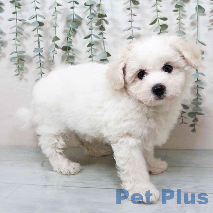 ビション・フリーゼの写真2