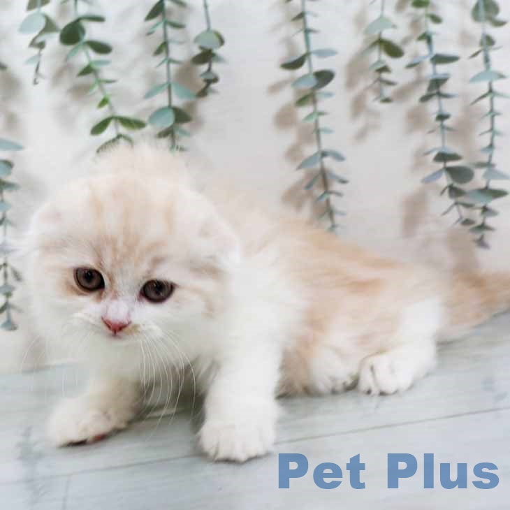 スコティッシュフォールド