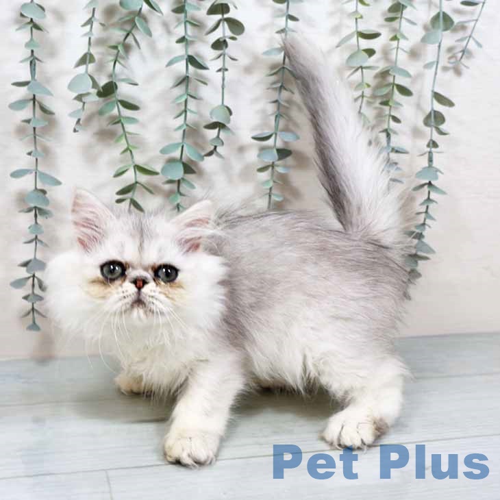 ペルシャの写真2