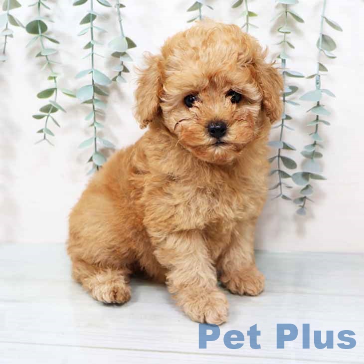 奈良県のトイプードル(トイ) (ペットプラス 大和郡山店/2025年9月16日生まれ/男の子/オレンジフォーン)の子犬の1枚目の画像