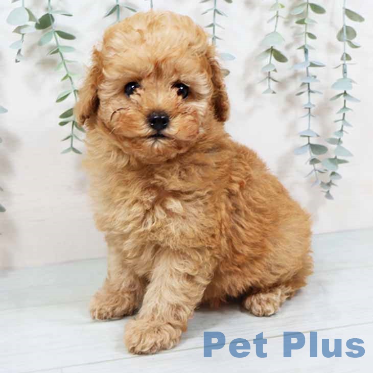 奈良県のトイプードル(トイ) (ペットプラス 大和郡山店/2025年9月16日生まれ/男の子/オレンジフォーン)の子犬の2枚目の画像