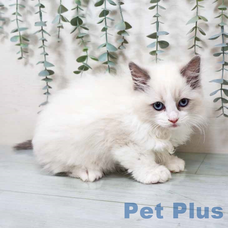 京都府のラグドール (ペットプラス 久御山店/2025年9月20日生まれ/男の子/ブルーポイントバイカラー)の子猫の1枚目の画像