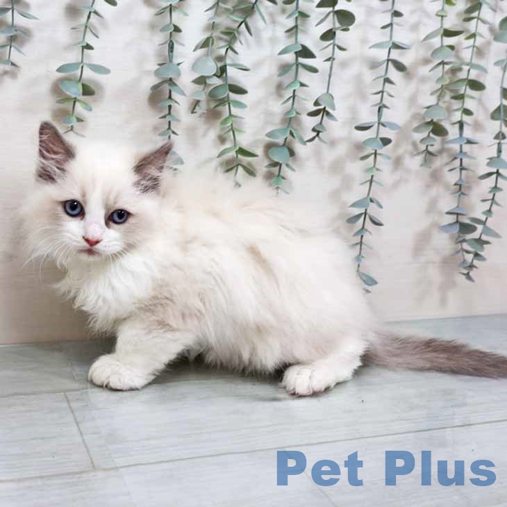 京都府のラグドール (ペットプラス 久御山店/2025年9月20日生まれ/男の子/ブルーポイントバイカラー)の子猫の2枚目の画像