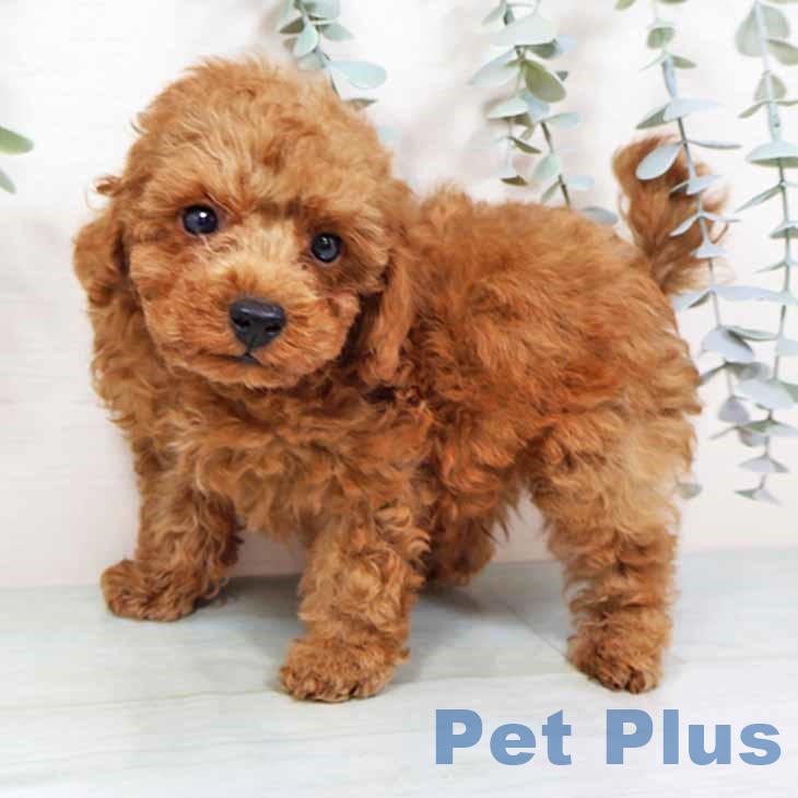 兵庫県のトイプードル(トイ) (ペットプラス 神戸三宮店/2025年9月17日生まれ/男の子/レッドフォーン)の子犬の1枚目の画像