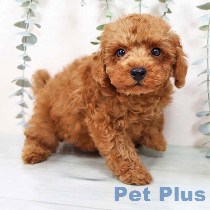 兵庫県のトイプードル(トイ) (ペットプラス 神戸三宮店/2025年9月17日生まれ/男の子/レッドフォーン)の子犬の2枚目の画像