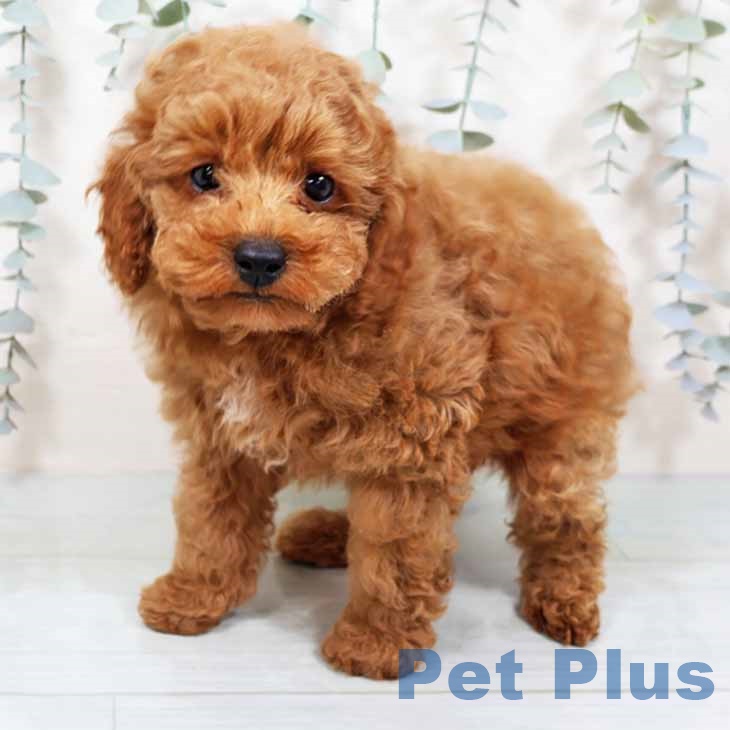 大阪府のトイプードル(トイ) (ペットプラス りんくう泉南店/2025年9月17日生まれ/男の子/レッドフォーン)の子犬の1枚目の画像