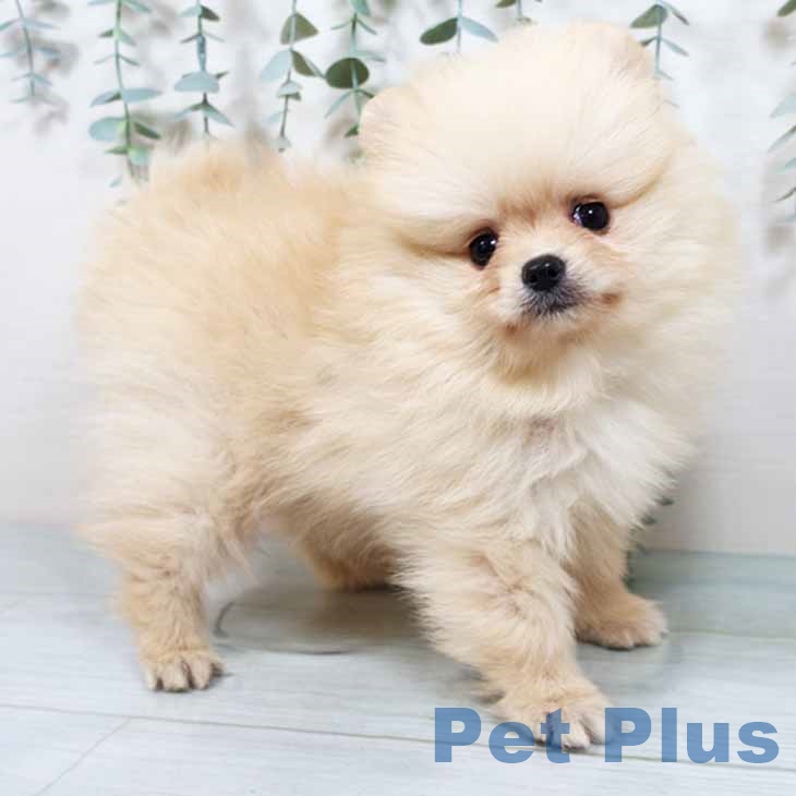 兵庫県のポメラニアン (ペットプラス 神戸三宮店/2025年9月17日生まれ/男の子/クリーム)の子犬の1枚目の画像