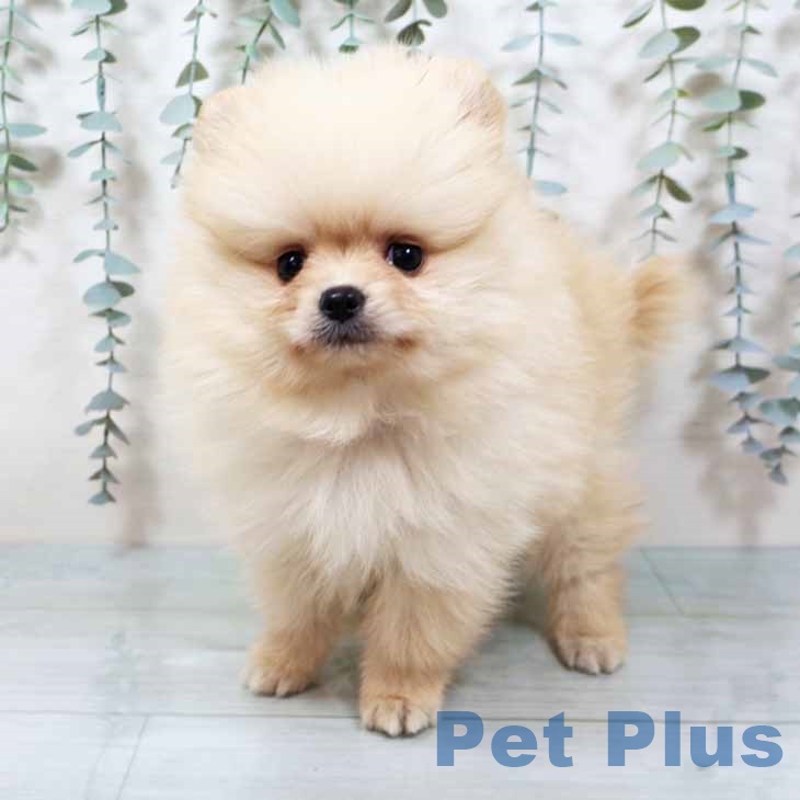 兵庫県のポメラニアン (ペットプラス 神戸三宮店/2025年9月17日生まれ/男の子/クリーム)の子犬の2枚目の画像