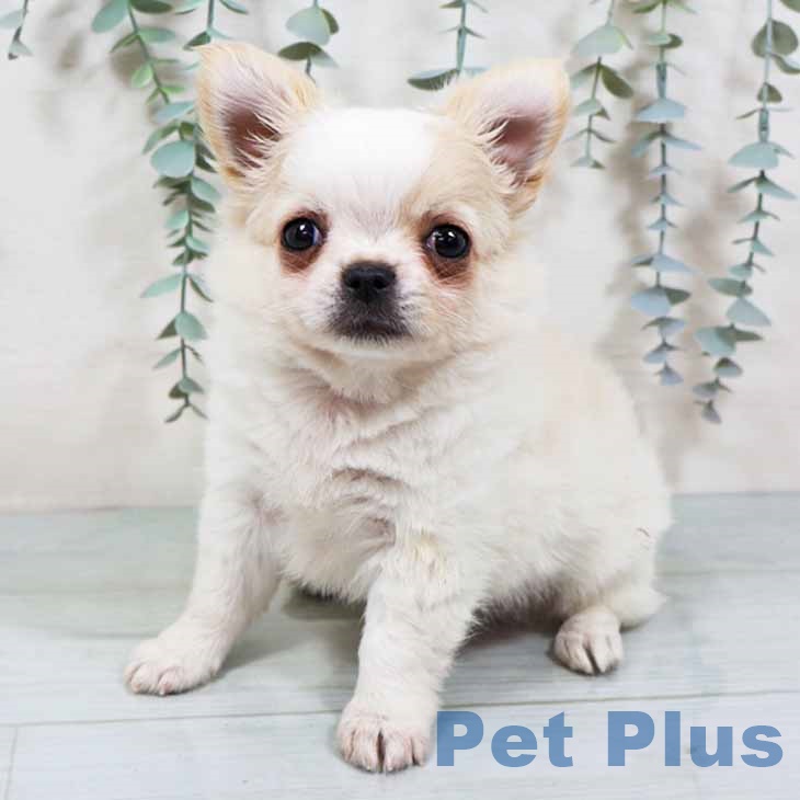 奈良県のチワワ(ロング) (ペットプラス 大和郡山店/2025年9月21日生まれ/男の子/クリームホワイト)の子犬の1枚目の画像