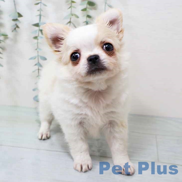 奈良県のチワワ(ロング) (ペットプラス 大和郡山店/2025年9月21日生まれ/男の子/クリームホワイト)の子犬の2枚目の画像